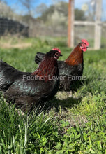 Bantam French Black Copper Marans Hens From Feather Lover Farms