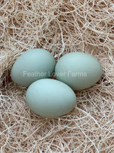 Chocolate Ameraucana hatching eggs for sale at Feather Lover Farms