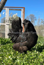 Black Fibro Easter Egger Hen From Feather Lover Farms