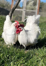French White Marans Pair From Feather Lover Farms
