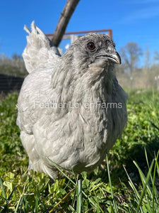 Lavender Fibro Easter Egger Hen From Feather Lover Farms
