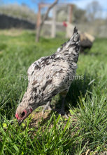 Liege Fighter "Hawk-Proof" Hen From Feather Lover Farms