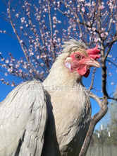 Opal Legbar Hen From Feather Lover Farms
