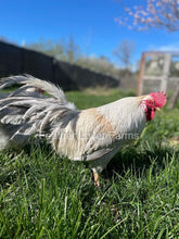 Opal Legbar Rooster From Feather Lover Farms