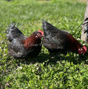 Bantam French Black Copper Marans Hens From Feather Lover Farms