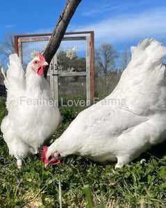 French White Marans Hens From Feather Lover Farms