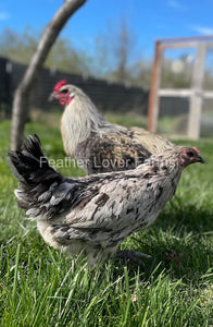 Liege Fighter "Hawk-Proof" Hen & rooster From Feather Lover Farms