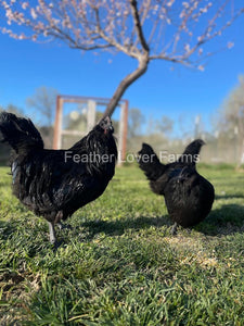 Black Fibro Easter Egger Hens & Rooster From Feather Lover Farms