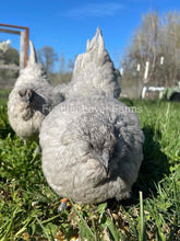 Lavender Fibro Easter Egger Hens From Feather Lover Farms
