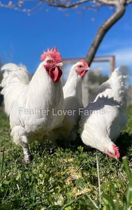 French White Marans Hens & Rooster From Feather Lover Farms