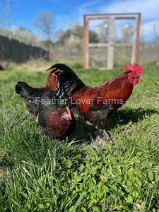 Bantam French Black Copper Marans Rooster & Hens From Feather Lover Farms