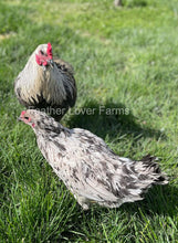 Liege Fighter "Hawk-Proof" Pair From Feather Lover Farms