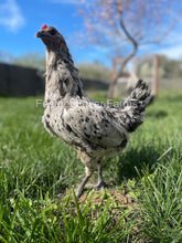 Liege Fighter "Hawk-Proof" Hen From Feather Lover Farms