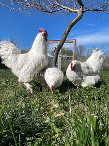 French White Marans Hens and Rooster From Feather Lover Farms