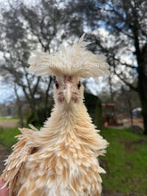 Buff Laced Frizzle & Smooth Polish Hen For Sale At Feather Lover Farms