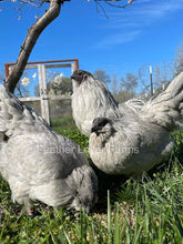 Lavender Fibro Easter Egger Hens & Rooster From Feather Lover Farms