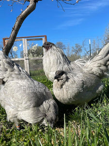 Lavender Fibro Easter Egger Hens & Rooster From Feather Lover Farms