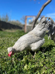 Opal Legbar Hen From Feather Lover Farms