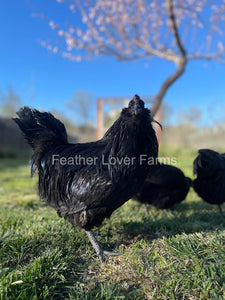 Black Fibro Easter Egger Rooster From Feather Lover Farms