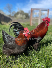 Bantam French Black Copper Marans Pair From Feather Lover Farms