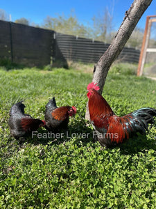 Bantam French Black Copper Marans Hens & Rooster From Feather Lover Farms
