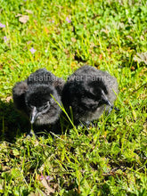 Black Fibro Easter Egger Chicks From Feather Lover Farms
