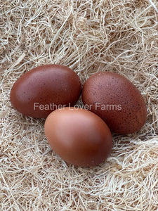 French White Marans Dark Brown Eggs From Feather Lover Farms