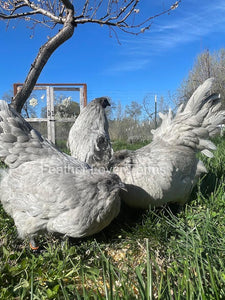 Lavender Fibro Easter Egger Rooster & Hens From Feather Lover Farms