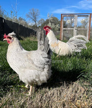 Opal Legbar Pair From Feather Lover Farms