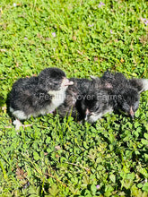 Bantam French Black Copper Marans chicks From Feather Lover Farms