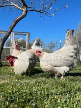 Opal Legbar Hens & Rooster From Feather Lover Farms