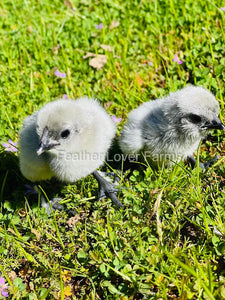 Lavender Fibro Easter Egger Chicks From Feather Lover Farms