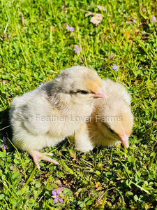 Opal Legbar Chicks From Feather Lover Farms