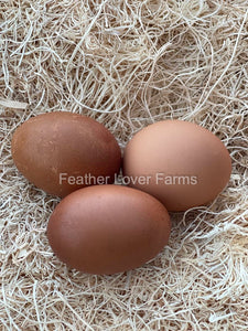 Bantam French Black Copper Marans Dark Brown Eggs From Feather Lover Farms