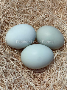 Opal Legbar Hatching Eggs From Feather Lover Farms
