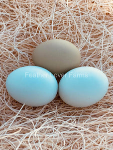 Black Fibro Easter Egger Hatching Eggs From Feather Lover Farms