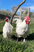 French White Marans Rooster & Hen From Feather Lover Farms