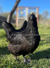 Black Fibro Easter Egger Hen From Feather Lover Farms