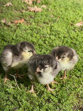 Chocolate Ameraucana chicks for sale at Feather Lover Farms