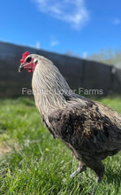 Liege Fighter "Hawk-Proof" Rooster From Feather Lover Farms