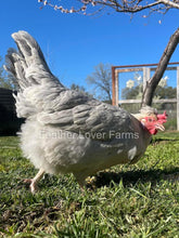 Opal Legbar Hen From Feather Lover Farms