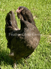 Chocolate Olive Egger Hens For Sale At Feather Lover Farms