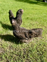 Chocolate Olive Egger chicks For Sale At Feather Lover Farms