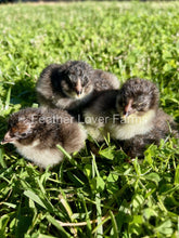 Chocolate Olive Egger chicks For Sale At Feather Lover Farms