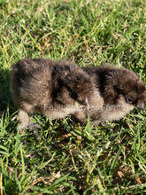 chocolate silkie chicks for sale at Feather Lover Farms