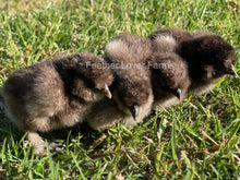 chocolate sexed silkie chicks for sale at Feather Lover Farms
