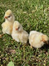 Buff Laced Frizzle & Smooth Polish Chicks For Sale At Feather Lover Farms