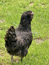Chocolate Olive Egger Hen  For Sale At Feather Lover Farms