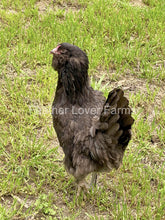 Chocolate Olive Egger sexed chicks For Sale At Feather Lover Farms