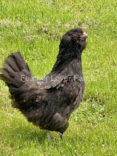 Chocolate Olive Egger Hens For Sale At Feather Lover Farms